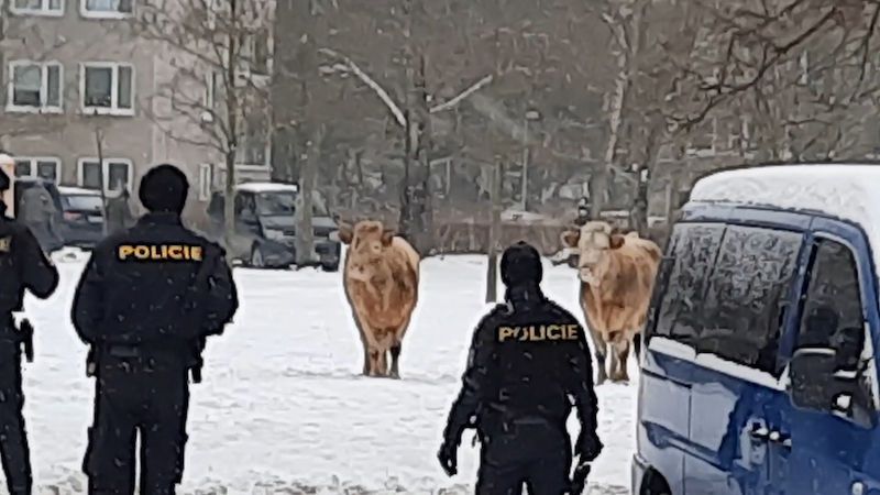 Z kamionu v Hradci Králové utekly krávy, jednu museli zastřelit